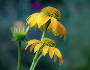 Images Dated 17th March 2022: USA, Washington State, Pacific Northwest, Sammamish yellow cone flower