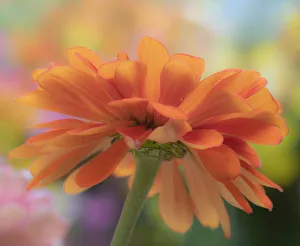 Images Dated 17th March 2022: USA, Washington State, Pacific Northwest, Sammamish close-up of State Fair Zinnia