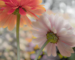 USA, Washington State, Pacific Northwest, Sammamish close-up of State Fair Zinnia