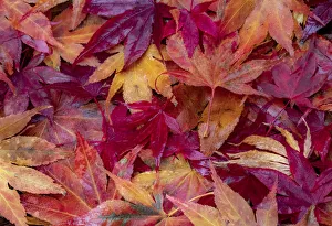 Images Dated 9th November 2020: USA, Washington State, Pacific Northwest