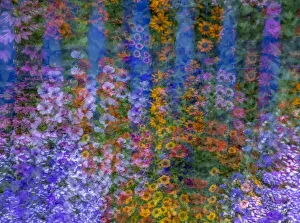What's New: USA, Washington State, Pacific Northwest, Sammamish colorful flowers