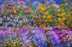 What's New: USA, Washington State, Pacific Northwest, Sammamish colorful flowers