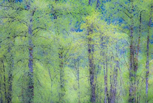 New Images August 2022 Prints: USA, Washington State, Pacific Northwest Preston and just leafing out Cottonwoods