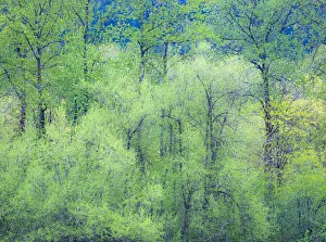 USA, Washington State, Pacific Northwest Preston and just leafing out Cottonwoods