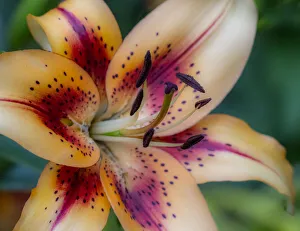 Images Dated 16th July 2020: USA, Washington State, Pacific Northwest Sammamish Asiatic Lily close up