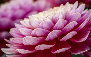 Images Dated 12th July 2022: USA, Washington State, Pacific Northwest Sammamish Dahlia flowers in bloom
