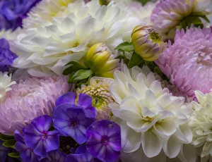 Images Dated 17th March 2022: USA, Washington State, Pacific Northwest Sammamish Dahlia flowers in bloom