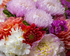 Images Dated 17th March 2022: USA, Washington State, Pacific Northwest Sammamish Dahlia flowers in bloom