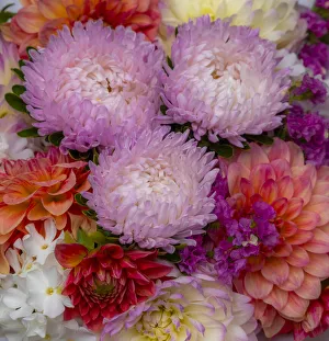 Images Dated 12th July 2022: USA, Washington State, Pacific Northwest Sammamish Dahlia flowers in bloom