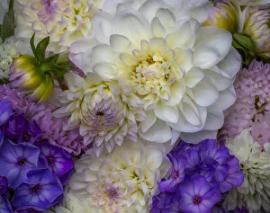USA, Washington State, Pacific Northwest Sammamish Dahlia flowers in bloom