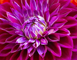 Images Dated 17th March 2022: USA, Washington State, Pacific Northwest Sammamish Dahlia flowers in bloom