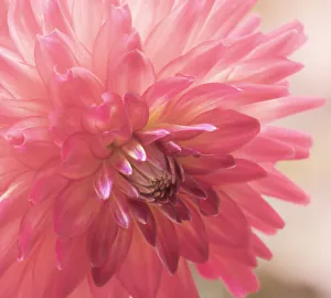 USA, Washington State, Pacific Northwest Sammamish Dahlia flowers in bloom