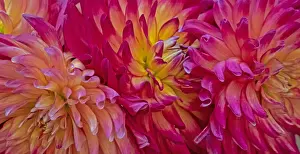 USA, Washington State, Pacific Northwest Sammamish Dahlia flowers in bloom