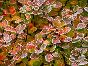 Images Dated 17th March 2022: USA, Washington State, Pacific Northwest Sammamish frost rimmed Barberry