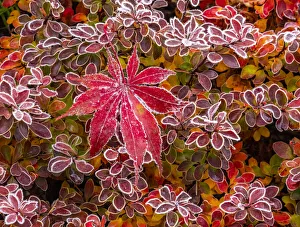 Images Dated 12th July 2022: USA, Washington State, Pacific Northwest Sammamish frost rimmed Barberry
