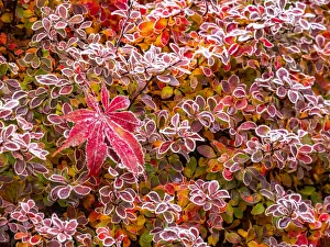 Images Dated 17th March 2022: USA, Washington State, Pacific Northwest Sammamish frost rimmed Barberry