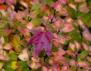 Images Dated 9th November 2020: USA, Washington State, Pacific Northwest Sammamish frost rimmed Barberry