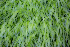 Images Dated 17th March 2022: USA, Washington State, Pacific Northwest Sammamish with green grasses