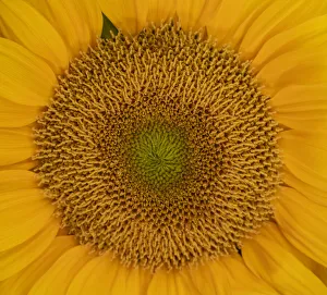 Images Dated 17th March 2022: USA, Washington State, Pacific Northwest Sammamish Orange / yellow sunflower close up