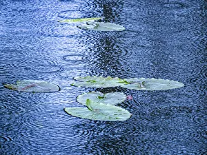 USA, Washington State, Pacific Northwest Sammamish trail Yellow Lake and lily pads in rain