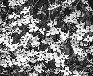New Images August 2022 Prints: USA, Washington State, Pacific Northwest Sammamish White Dogwood blooming early spring