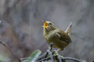 State Park Prints: USA, Washington State. Pacific Wren, Troglodytes pacificus, singing from a perch