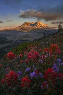 USA, Washington State. Paintbrush and Penstemon wildflowers at Mount St