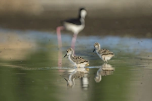 USA. Washington State. A pair of Black-necked Stilt (Himantopus mexicanus) chicks