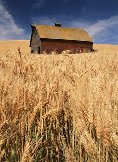 Images Dated 20th February 2013: USA, Washington State, Palouse, View of barn surrounded with wheatfield