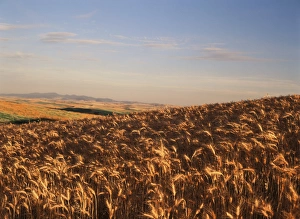 Cereal Prints: USA, Washington State, Palouse, View of wheat field in late afternoon
