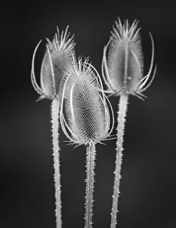 Palouse Prints: USA, Washington State, Palouse. Black and white of dried teasels