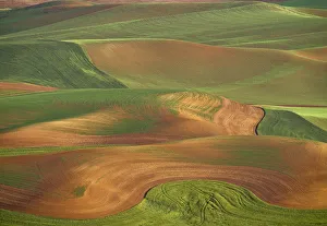 Images Dated 16th September 2018: USA, Washington State, Palouse. Rolling wheat field