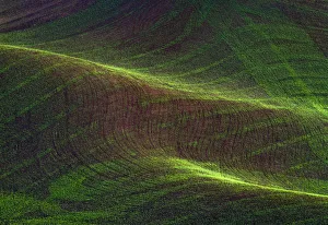 Rolling Prints: USA, Washington State, Palouse. Rolling wheat field