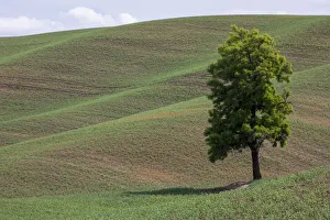 Palouse Prints: USA, Washington State, Palouse. Lone tree in the field in Colton