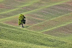 Palouse Prints: USA, Washington State, Palouse. Single tree in a field in the town of Colton
