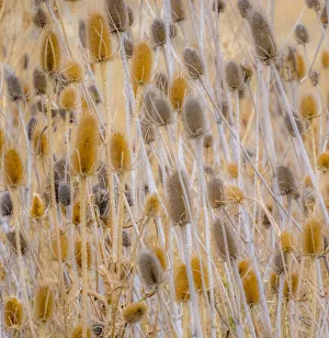USA, Washington State, Palouse, Eastern Washington and Teasel and grasses gold colors