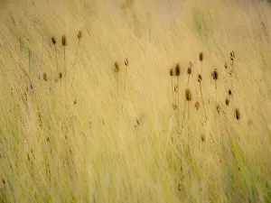 USA, Washington State, Palouse, Eastern Washington and Teasel and grasses gold colors