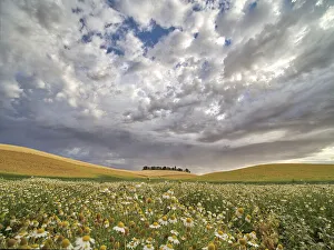 Images Dated 1st April 2021: USA, Washington State, Palouse. Flowers Blooming at harvest time with large clouds