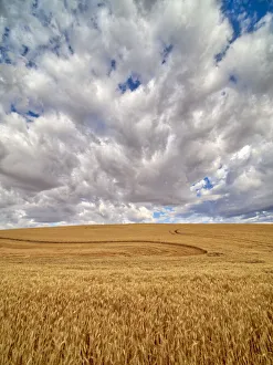 Images Dated 3rd January 2021: USA, Washington State, Palouse. Large clouds over fields of wheat at harvest