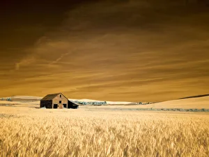 Images Dated 16th April 2021: USA, Washington State, Palouse. Old barn in the middle of harvest wheat field