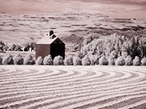 Harvest Prints: USA, Washington State, Palouse. Harvest lies in field with barn