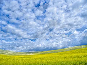 Square Format Prints: USA, Washington State, Palouse, Spring canola field with beautiful clouds