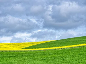 Images Dated 6th January 2021: USA, Washington State, Palouse, Rolling hills of canola and wheat