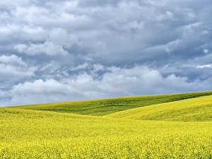 Images Dated 6th January 2021: USA, Washington State, Palouse, Rolling hills of canola and wheat