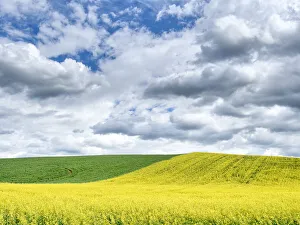 Images Dated 6th January 2021: USA, Washington State, Palouse, Rolling hills of canola and wheat