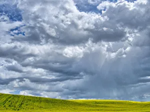 Images Dated 6th January 2021: USA, Washington State, Palouse, Spring canola field with beautiful clouds