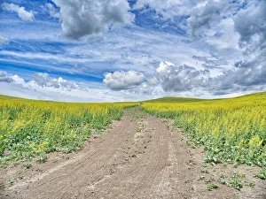 Images Dated 6th January 2021: USA, Washington State, Palouse, Country Backroad through Spring canola fields