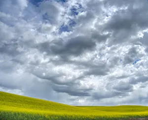 USA, Washington State, Palouse, Spring canola field with beautiful clouds
