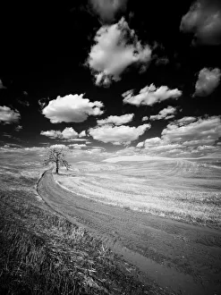 Images Dated 13th September 2021: USA, Washington State, Palouse. Crops growing on the rolling hills of the Palouse