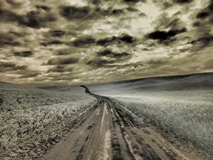 Images Dated 13th September 2021: USA, Washington State, Palouse. Country backroad through spring crops